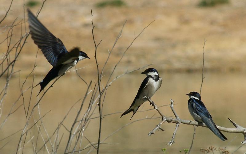 ma voels 103.JPG - Witkeel swaeltjies